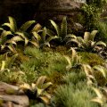Photo of Laser Plants - Deer Fern (GGLP-DF)