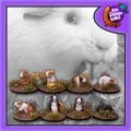 Photo of Guinea Pigs (FAF004)