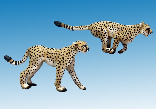 Cheetahs