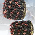Photo of Rat Swarm (FGV360)