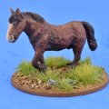Photo of Shaggy Pony (Bareback) (SSC19)