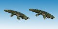 Photo of Dwarf Crocodiles (AA16)