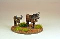 Photo of Gnu/ Wildebeest (AA06)