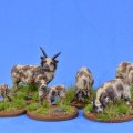 Photo of Sheep (Manx Loaghtan) (SSC15)