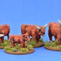 Photo of Highland Cattle (SSC16)