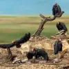 Photo of Vultures (PMX 12)