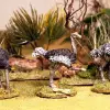 Photo of Ostrich (AA02)