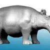 Photo of Hippo (AA13)