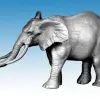 Photo of African Elephant (AA23)